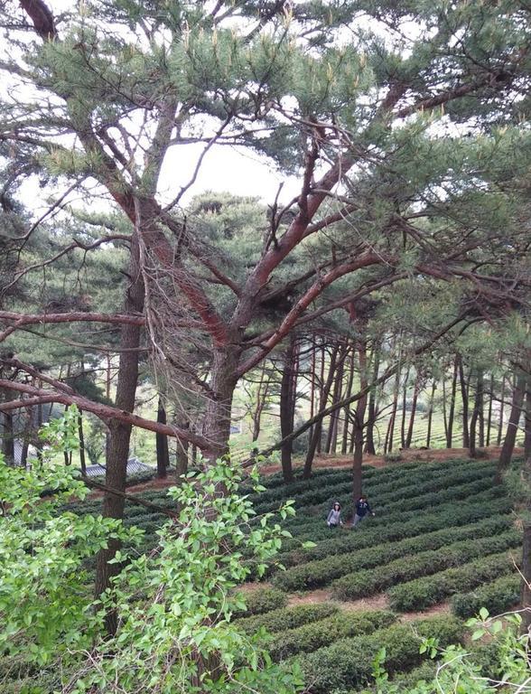 מלון Boseong Korean Traditional House - Chungnokdang מראה חיצוני תמונה
